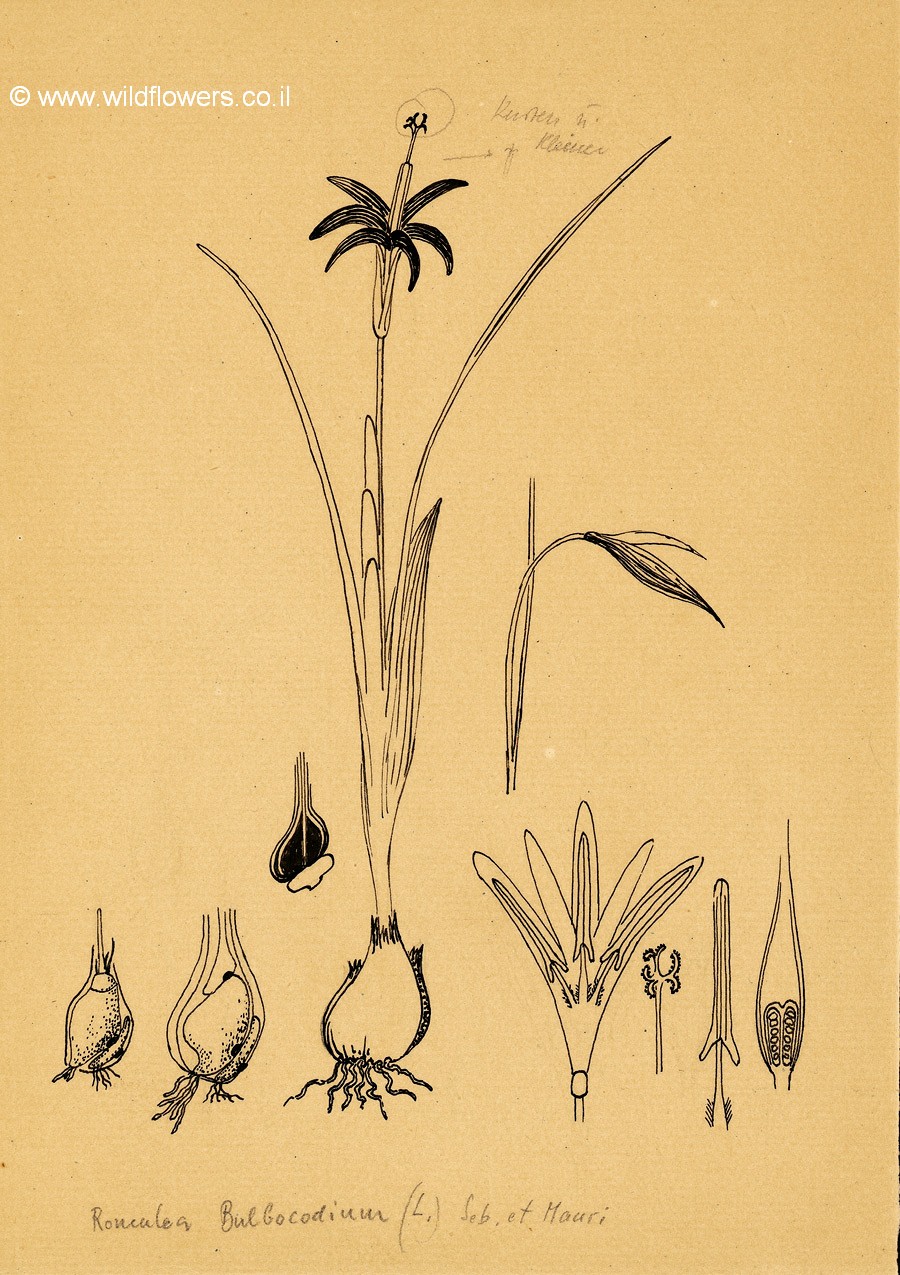 Romulea bulbocodium
